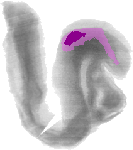 mouse atlas EMAGE spatial in situ gene expression database None