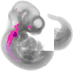 mouse atlas EMAGE spatial in situ gene expression database None