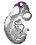 mouse atlas EMAGE spatial in situ gene expression database None