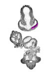 mouse atlas EMAGE spatial in situ gene expression database None