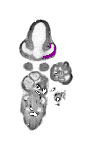 mouse atlas EMAGE spatial in situ gene expression database None