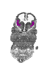 mouse atlas EMAGE spatial in situ gene expression database None