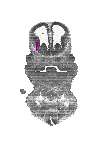 mouse atlas EMAGE spatial in situ gene expression database None