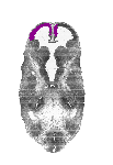 mouse atlas EMAGE spatial in situ gene expression database None