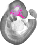 mouse atlas EMAGE spatial in situ gene expression database None