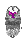 mouse atlas EMAGE spatial in situ gene expression database None