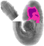 mouse atlas EMAGE spatial in situ gene expression database None
