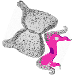 mouse atlas EMAGE spatial in situ gene expression database None