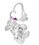 mouse atlas EMAGE spatial in situ gene expression database None