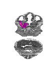mouse atlas EMAGE spatial in situ gene expression database None