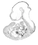 mouse atlas EMAGE spatial in situ gene expression database None