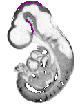 mouse atlas EMAGE spatial in situ gene expression database None