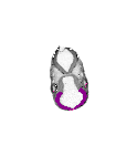 mouse atlas EMAGE spatial in situ gene expression database None