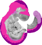 mouse atlas EMAGE spatial in situ gene expression database None