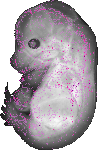 mouse atlas EMAGE spatial in situ gene expression database None