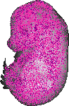 mouse atlas EMAGE spatial in situ gene expression database None
