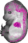 mouse atlas EMAGE spatial in situ gene expression database None