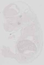 EMAGE:10027