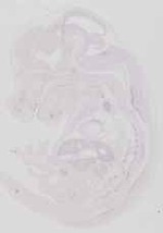 EMAGE:10027