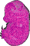 mouse atlas EMAGE spatial in situ gene expression database None