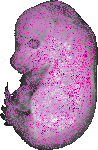 mouse atlas EMAGE spatial in situ gene expression database None