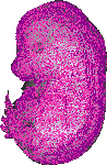 mouse atlas EMAGE spatial in situ gene expression database None