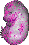 mouse atlas EMAGE spatial in situ gene expression database None