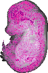 mouse atlas EMAGE spatial in situ gene expression database None