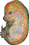 EMAGE:10188