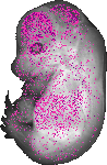 mouse atlas EMAGE spatial in situ gene expression database None