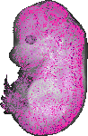 mouse atlas EMAGE spatial in situ gene expression database None