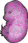 mouse atlas EMAGE spatial in situ gene expression database None