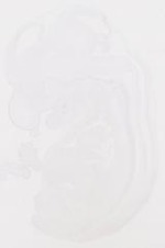 EMAGE:10363