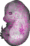 mouse atlas EMAGE spatial in situ gene expression database None