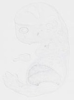 EMAGE:10479