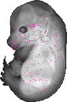mouse atlas EMAGE spatial in situ gene expression database None