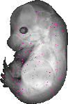 mouse atlas EMAGE spatial in situ gene expression database None
