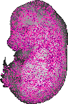 mouse atlas EMAGE spatial in situ gene expression database None