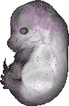 mouse atlas EMAGE spatial in situ gene expression database None