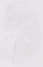 EMAGE:10710
