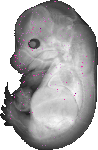 mouse atlas EMAGE spatial in situ gene expression database None