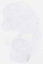 EMAGE:10780