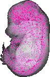 mouse atlas EMAGE spatial in situ gene expression database None