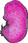 mouse atlas EMAGE spatial in situ gene expression database None