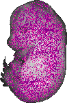 mouse atlas EMAGE spatial in situ gene expression database None