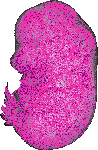 mouse atlas EMAGE spatial in situ gene expression database None