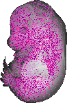 mouse atlas EMAGE spatial in situ gene expression database None