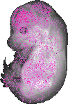 mouse atlas EMAGE spatial in situ gene expression database None