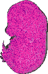 mouse atlas EMAGE spatial in situ gene expression database None