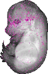 mouse atlas EMAGE spatial in situ gene expression database None
